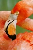 Flamingo Twist