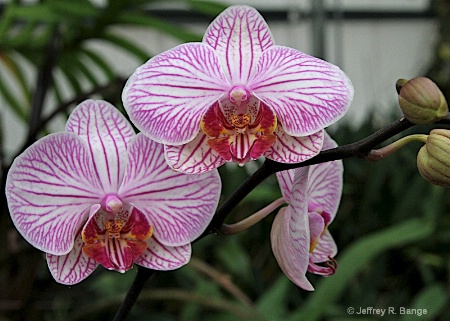 "Orchid From Hilo, Hawaii"