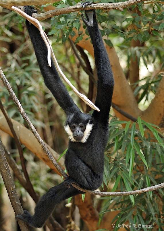 "Male White-Cheeked Gibbon"
