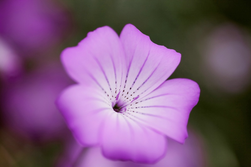 Pretty Pink