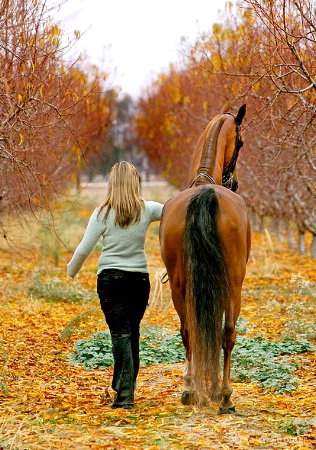 Follow The Yellow Leaf Trail