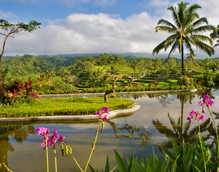 A Garden with a View