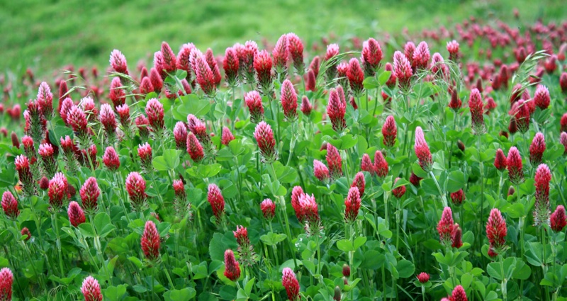 Many Clover