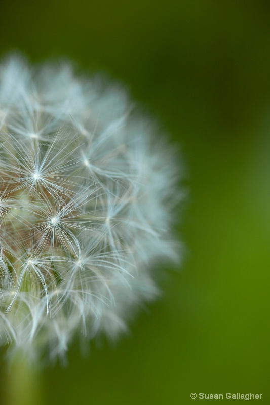 Dandelion head