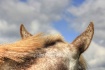 All Ears