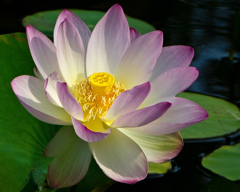 Lotus Blossom