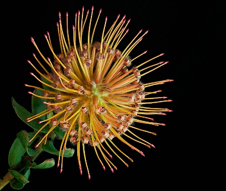 Floral Pincushion