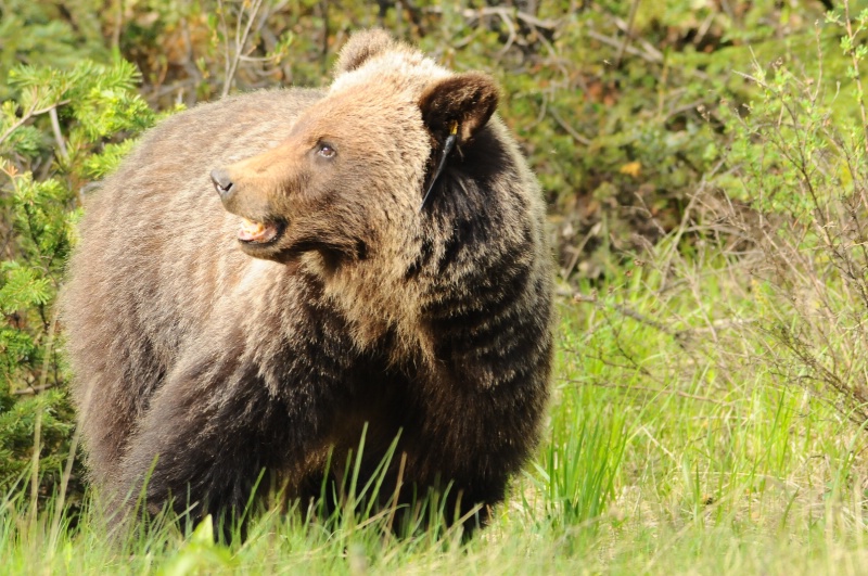 Grinning grizzly