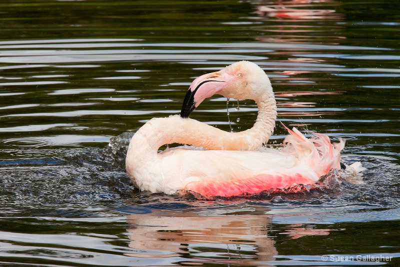 Splish Splash I Was Taking a Bath