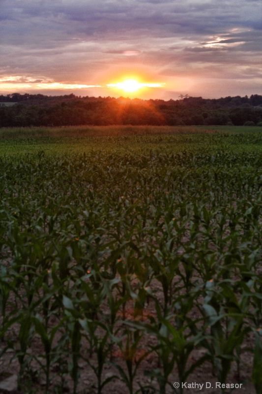 Sunset over cornfields
