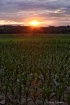 Sunset over cornf...