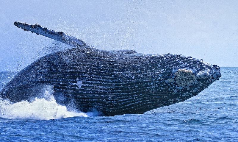 Humpback Whale, Puerto Vallarta