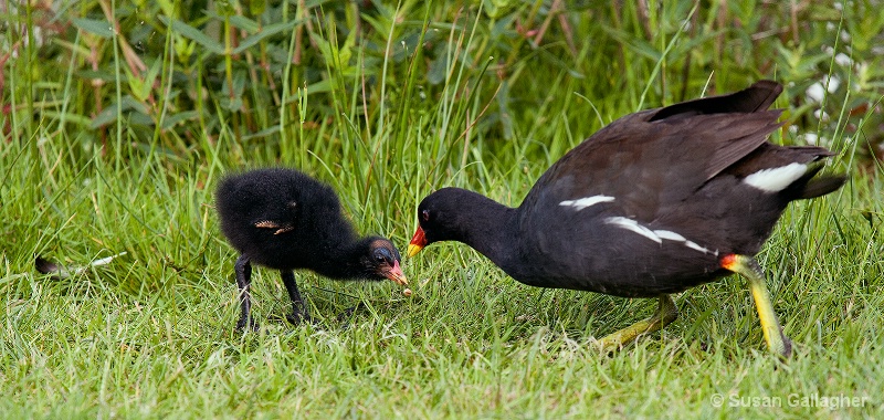 Moorhen and Baby - ID: 13106706 © Susan Gallagher