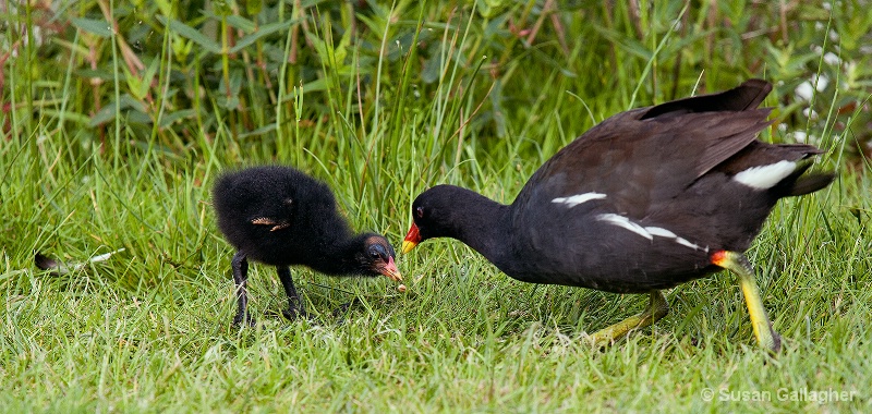 Moorhen and Baby