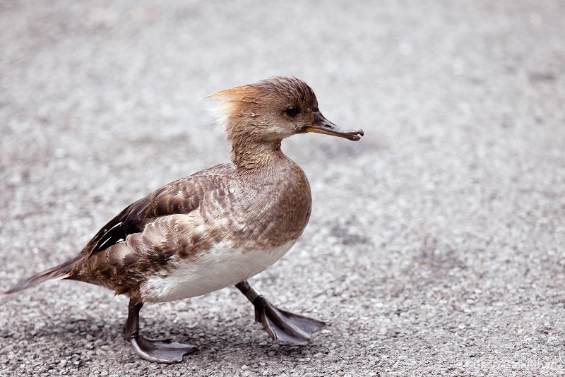 Out for a walk - ID: 13117469 © Susan Gallagher