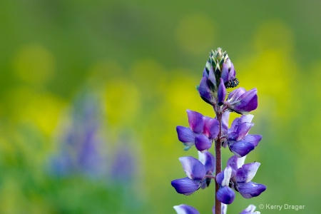 Lupine_Macro