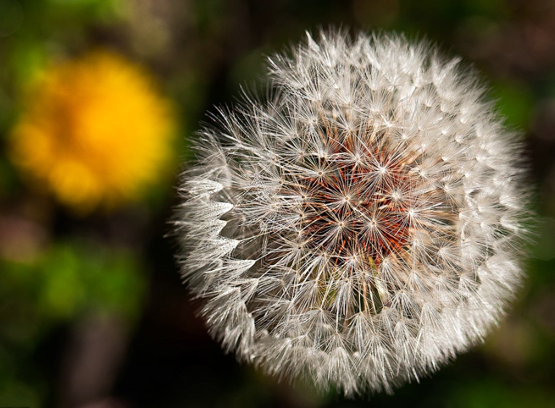 Memories of an Aging Dandelion 