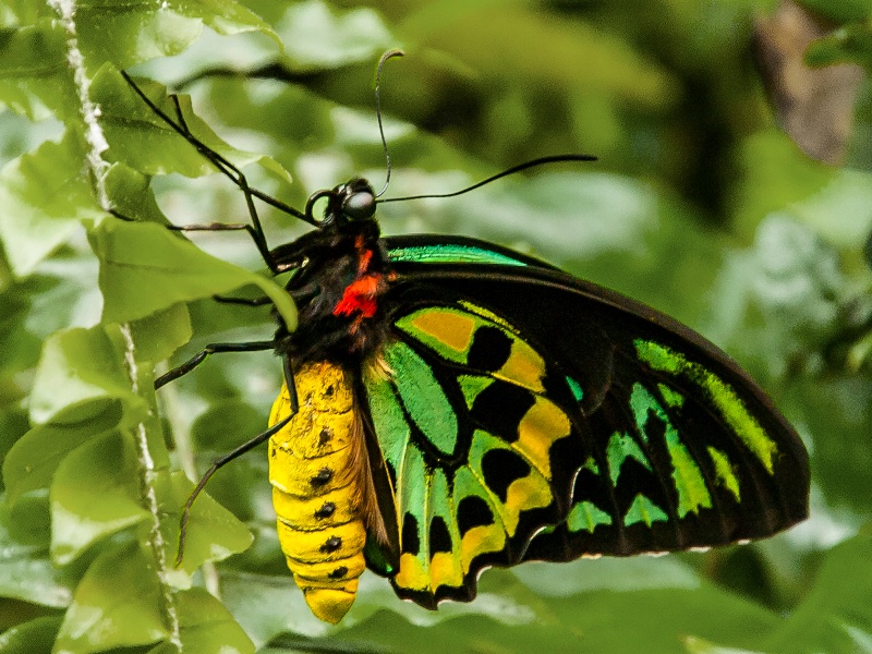 Birdwing