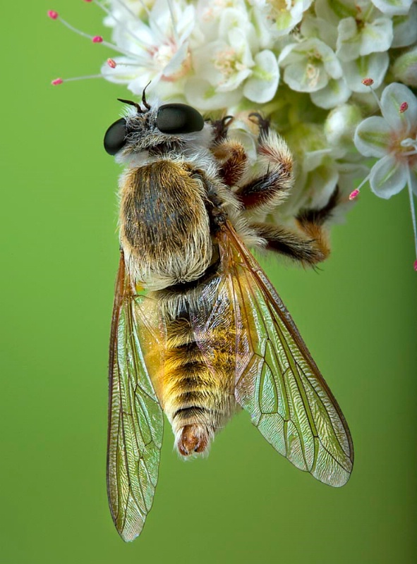 Assassin Fly