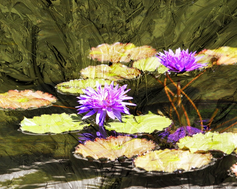 ~Jazz Pond Lily's~
