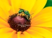 The Bee from oute...