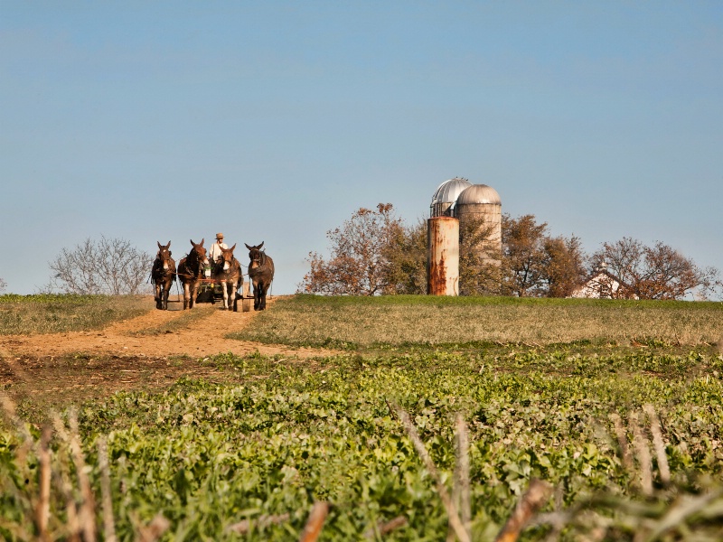 Farming