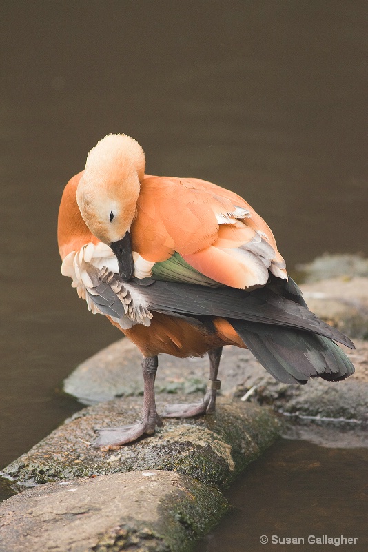 Preening - ID: 13148329 © Susan Gallagher