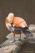 Preening