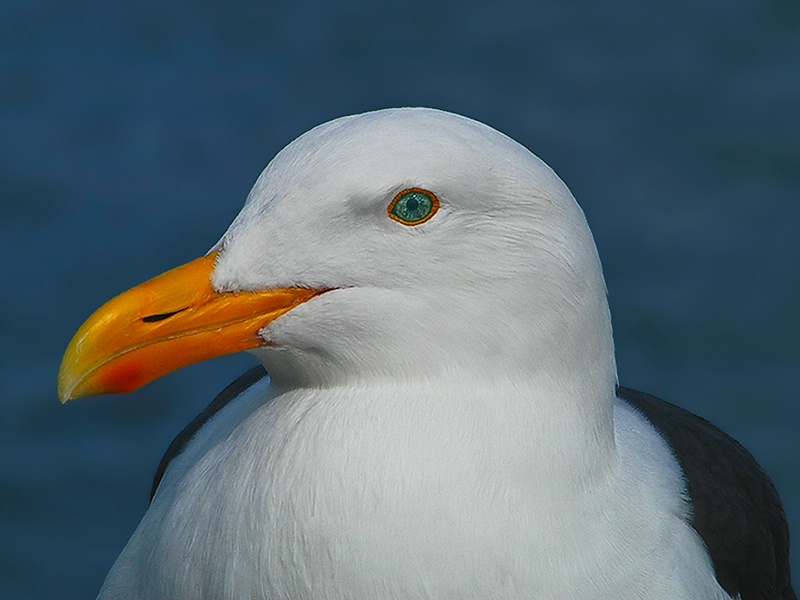 California Gull