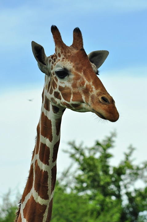 GIRAFFE