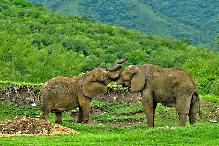 ELEPHANTS PLAYING