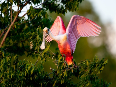 Roseate Spoonbill