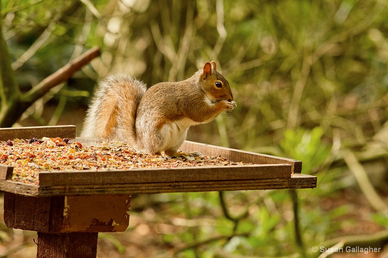 Squirrel having supper