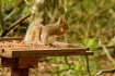 Squirrel having s...