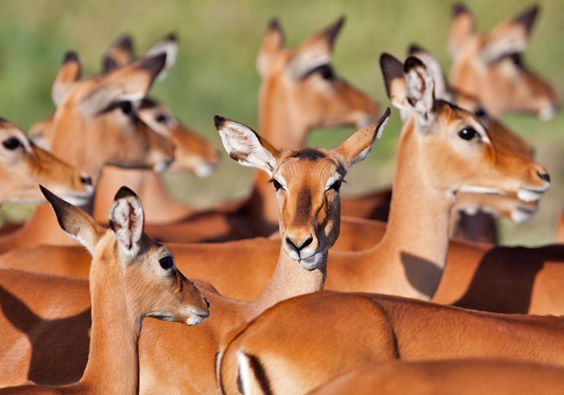 Center of Attraction