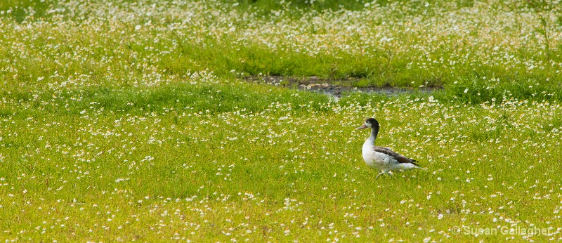 In a meadow