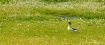 In a meadow