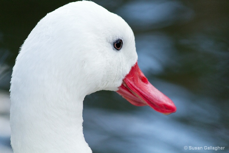 Inquisitive goose - ID: 13186708 © Susan Gallagher