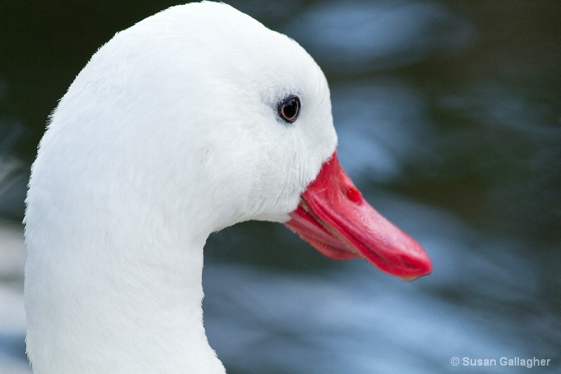 Inquisitive goose