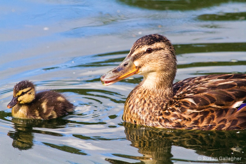 Watched over by mom