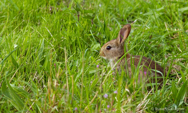 Youngster hiding in the grass