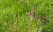 Youngster hiding ...