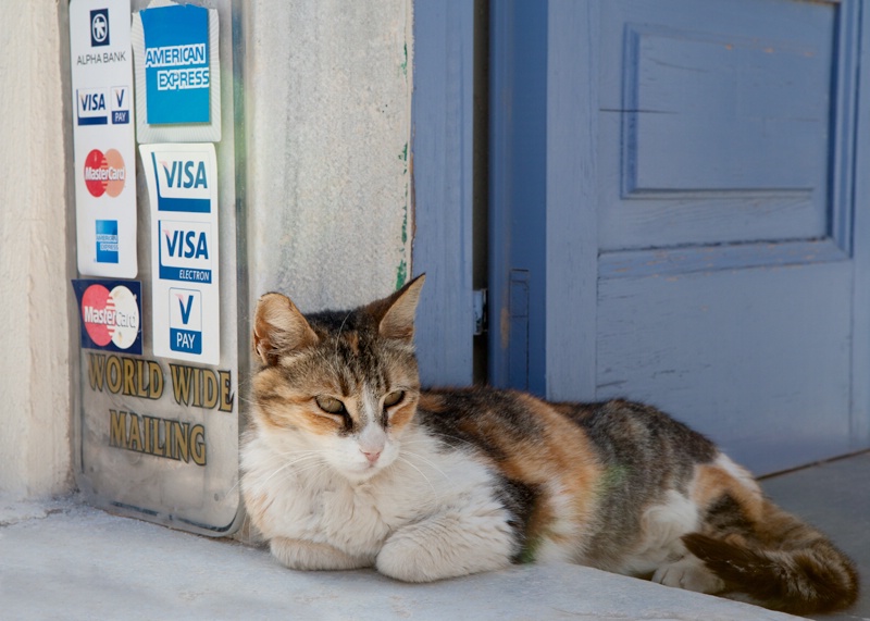 This Cat Means Business 