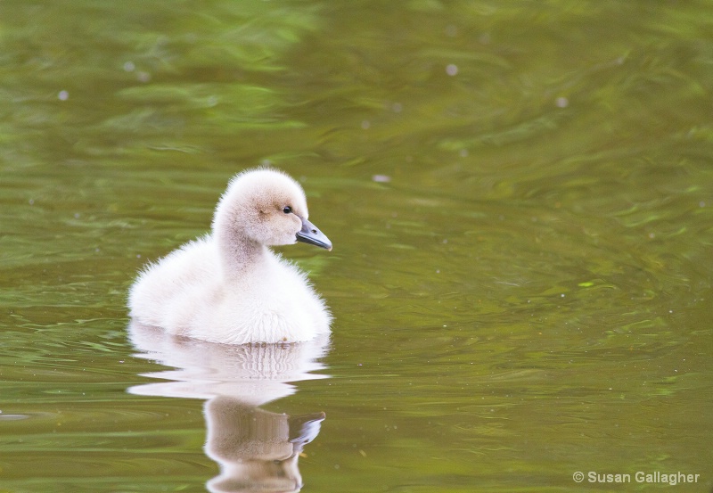 Lone Cygnet