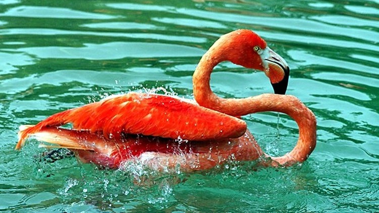 Flamingo Splash