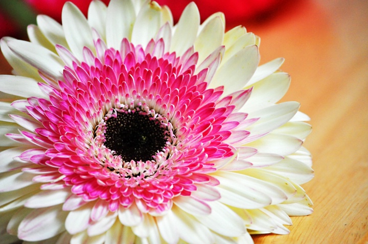 GERBERA