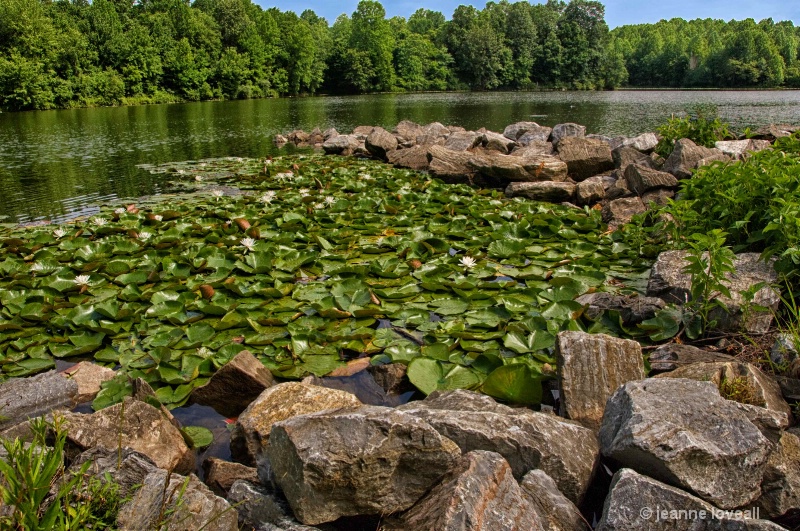 Water Lilies at the Lake