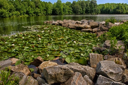 Water Lilies at the Lake