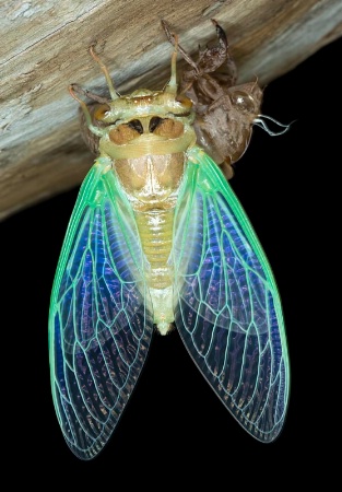Floodplain Cicada