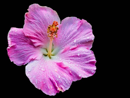 Honolulu Hibiscus